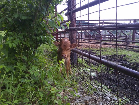Baby calf standing by a fence