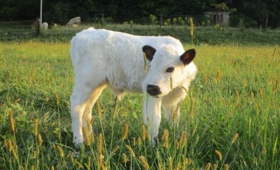 cow